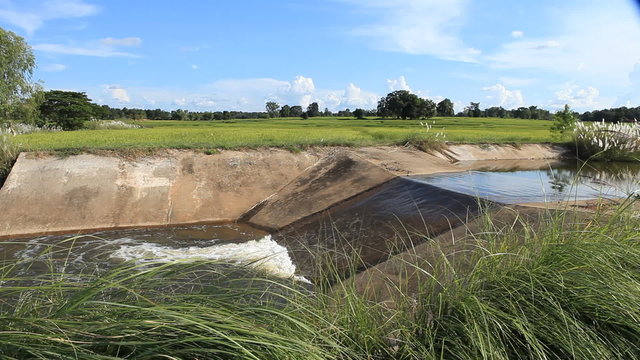 water flow throuh weir crest among rice farm, irregation
