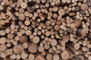 stacked logs, trees /lumber  - background