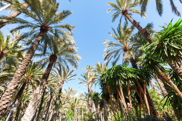 Palmengarten in Elche, Spanien, UNESCO Weltkulturerbe