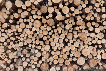 Trees stacked - logs wood background