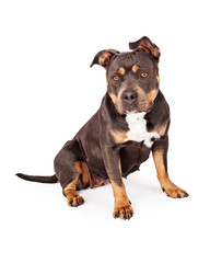 Tri Color Pit Bull Dog Sitting