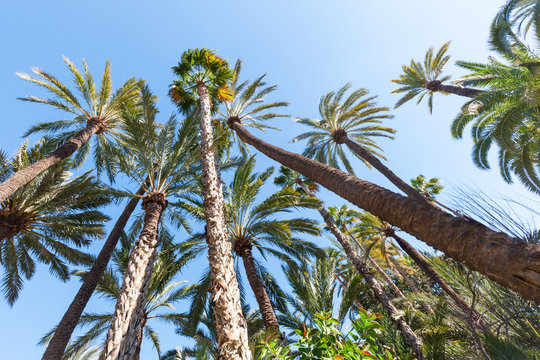 Palmengarten in Elche, Spanien, UNESCO Weltkulturerbe