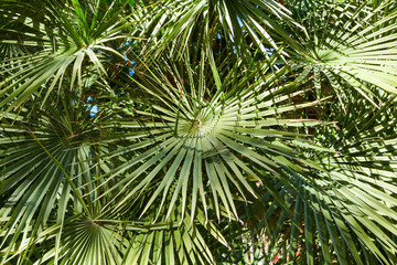Palmwedel