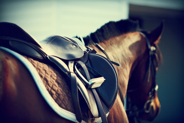 Saddle with stirrups