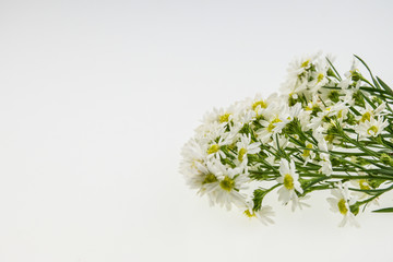 Fototapeta na wymiar White cutter flower, Name of Science Aster sp.White Background.T