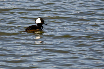 Hooded Merganser Swimming in the Blue Lake