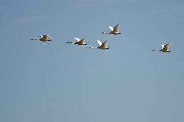 Obraz premium Flock of Tundra Swans Flying in a Blue Sky
