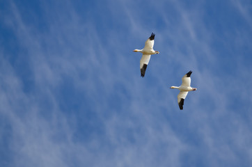 Pair of Snow Geese Flying in a Cloudy Sky