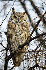 Great Horned Owl with an Injured Eye