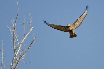 Red-Tail Hawk Flying in a Blue Sky