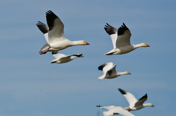 Flock of Snow Geese Flying in a Blue Sky