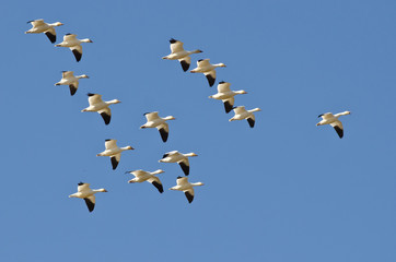 Flock of Snow Geese Flying in a Blue Sky