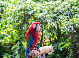 Colourful parrot bird sitting on the perch