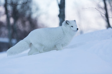 Obraz na płótnie Canvas Arctic Fox in snowy forest