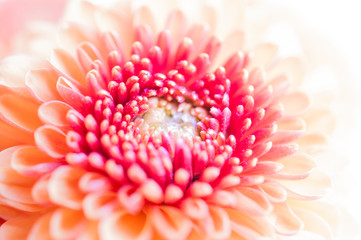 Beautiful chrysanthemum flower background