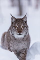 Fototapeta premium Eurasian Lynx in snowy Lapland scene