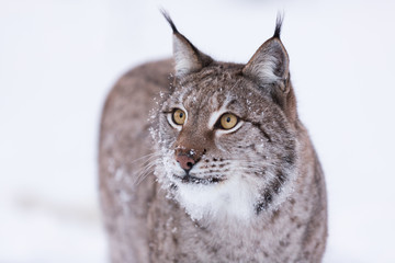 Obraz premium Eurasian Lynx in snowy Lapland scene