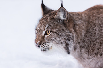Naklejka premium Eurasian Lynx in snowy forest