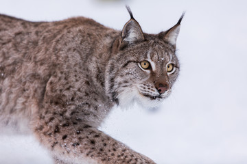 Naklejka premium Eurasian Lynx in the snow
