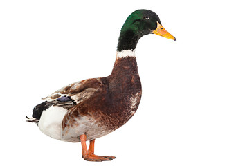 Wild duck bird