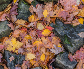 Fallen Leaves Collect Between Rocks