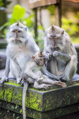 Long Tailed Macaque with her Infant