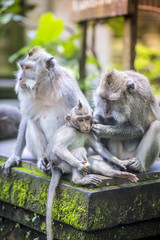 Long Tailed Macaque with her Infant