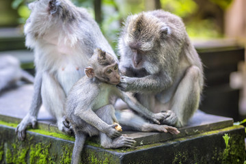 Long Tailed Macaque with her Infant