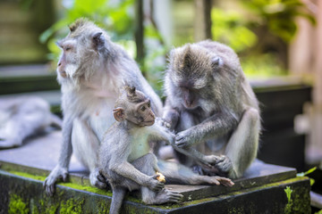 Long Tailed Macaque with her Infant