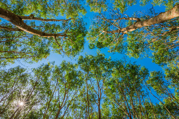 Uprisen angle of Rubber trees