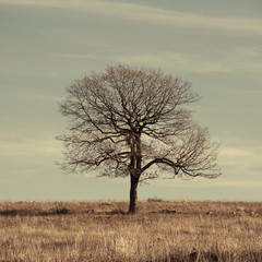 lonely tree