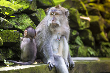Naklejka na ściany i meble Long Tailed Macaque with her Infant