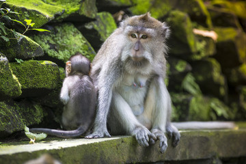 Long Tailed Macaque with her Infant