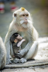 Long Tailed Macaque with her Infant