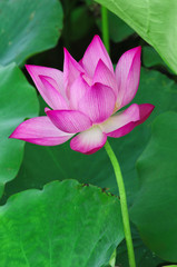 Lotus flower and Lotus flower plants © cristaltran