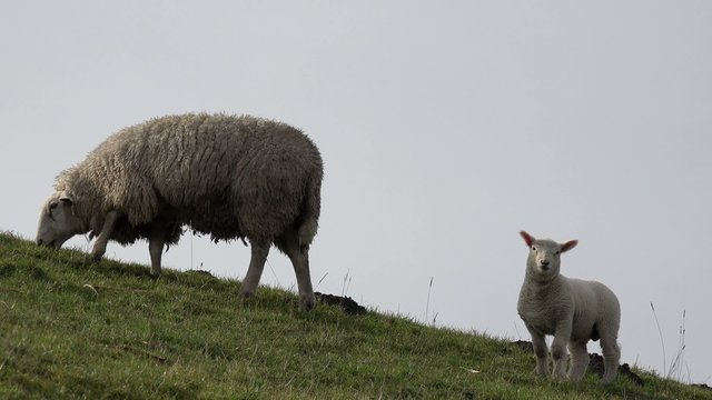 Lamm und Schaf auf dem Deich