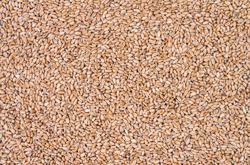 Wheat grain for the background