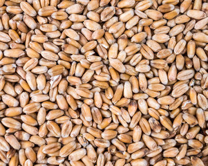 Wheat grain for the background