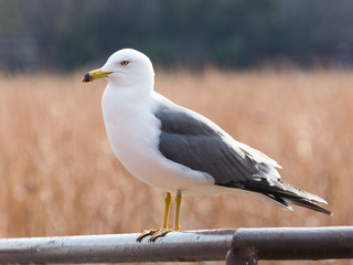 most intelligent seagull