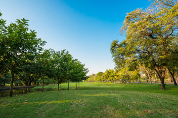 Fototapeta na wymiar Green grass on public park field, blue sky
