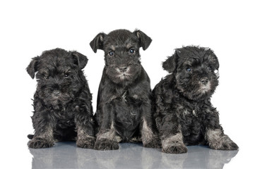 Group of three miniature schnauzer puppies