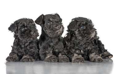 Group of three miniature schnauzer puppies