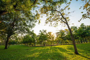 Green grass on public park field, blue sky