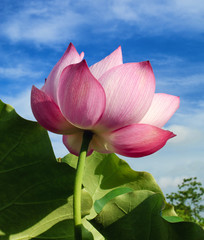 Lotus flower - obrazy, fototapety, plakaty