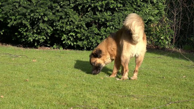 Hund auf der Woese am suchen