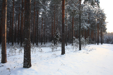 Fototapeta premium landscape snow trees dense forest in winter
