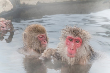 温泉でいやされているニホンザルたち Japanese monkeys of the visiting hot springs