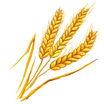 Ears of wheat vector illustration  hand drawn  painted