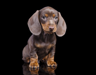 dachshund chocolate puppy
