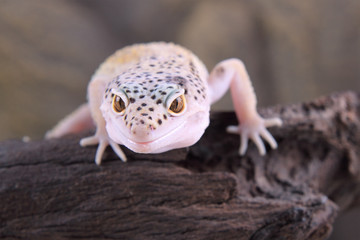 Leopard Gecko
